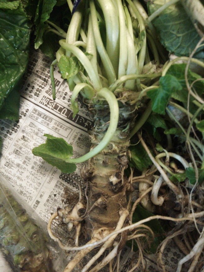 The Best & Real Japanese Wasabi Is From Izu Peninsula, Japan POGOGI